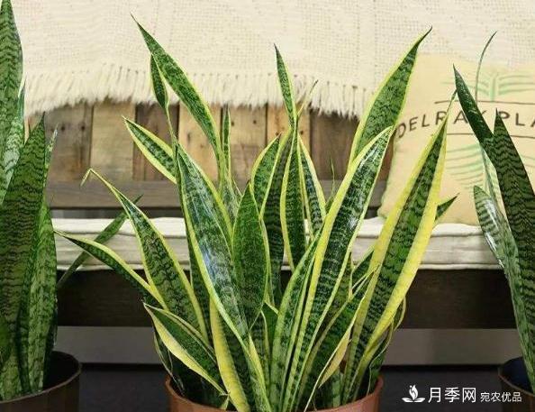 千位花友票選，10種***好養(yǎng)護(hù)的花卉，你們都養(yǎng)了沒？(圖8)