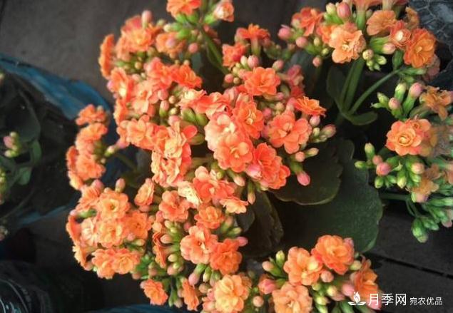 千位花友票選，10種***好養(yǎng)護(hù)的花卉，你們都養(yǎng)了沒？(圖10)