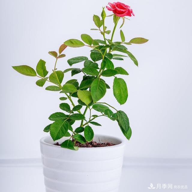 怎么分辨月季的盲枝？月季花盲枝原因以及處理方法(圖2)