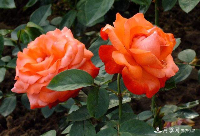 怎么分辨月季的盲枝？月季花盲枝原因以及處理方法(圖1)