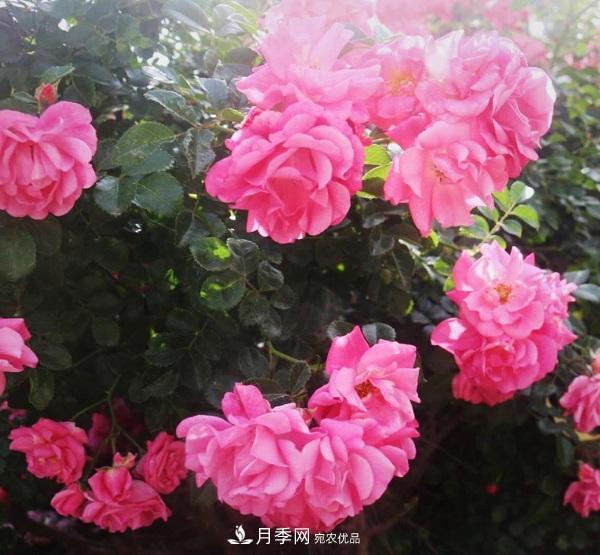 關于月季花顏色寓意，你不知道的二三事(圖3)