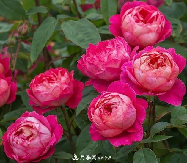 不同品種月季間隔多遠(yuǎn)種一顆***合適？太稀影響開花效果，太密植株長勢不好(圖1)