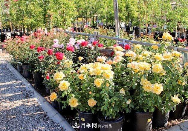 不同品種月季間隔多遠(yuǎn)種一顆***合適？太稀影響開花效果，太密植株長勢不好(圖4)
