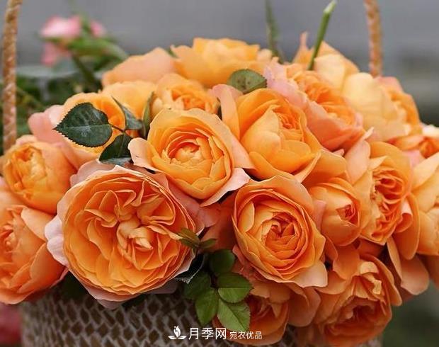 單花期***長的月季品種推薦幾個，***久能開一個多月(圖9)