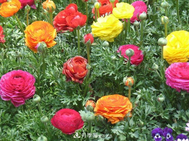 此花頗有牡丹花容顏，花毛茛色彩鮮艷且非常豐富(圖3)