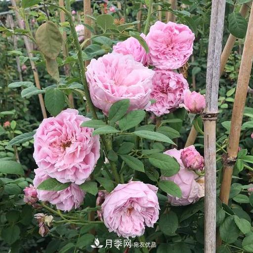 盤點30款又香又好看的月季，讓花園香氣迷人又美麗(圖1)