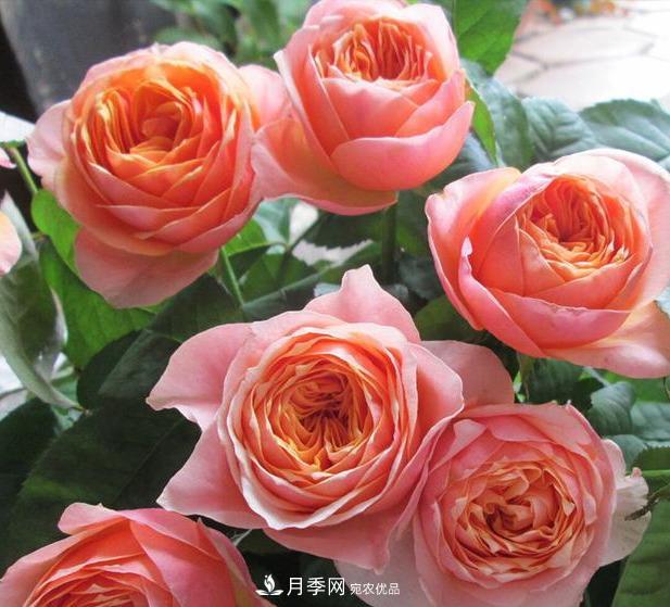 盤點30款又香又好看的月季，讓花園香氣迷人又美麗(圖28)