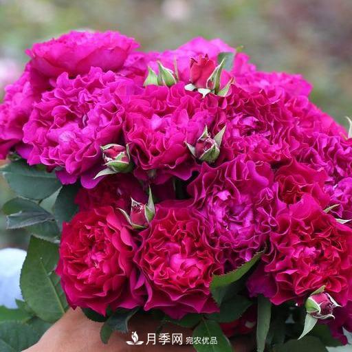 盤點30款又香又好看的月季，讓花園香氣迷人又美麗(圖25)