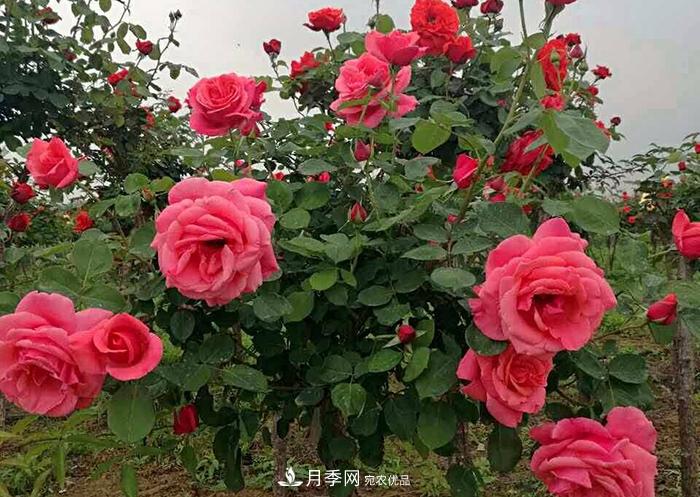 怎么養(yǎng)好月季樹？做好這幾點，開花朵朵不倒伏值得擁有(圖2)