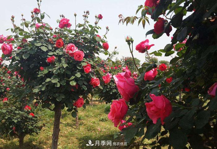 怎么養(yǎng)好月季樹？做好這幾點，開花朵朵不倒伏值得擁有(圖1)