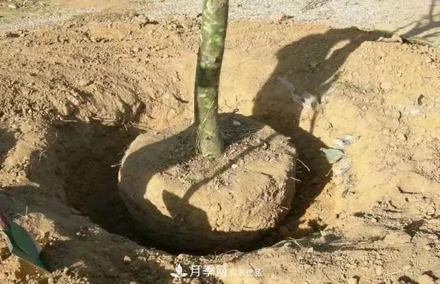 干貨：園林綠化種植技術(shù)17問，你需要掌握苗木知識(圖4)