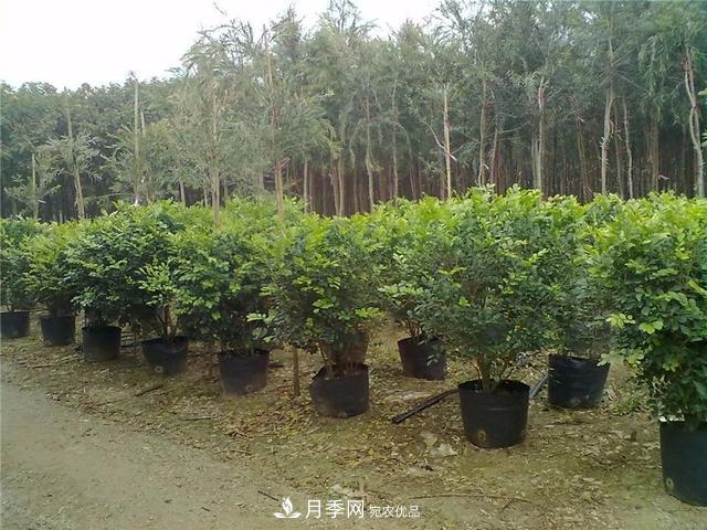 干貨：園林綠化種植技術(shù)17問，你需要掌握苗木知識(圖1)