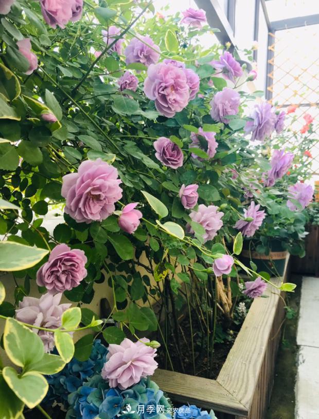 新手買月季花，避開(kāi)這個(gè)坑，不然會(huì)吃虧(圖1)