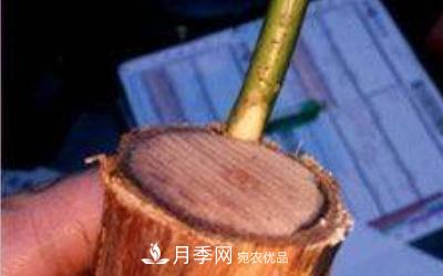 月季嫁接多久算成活？(圖2)