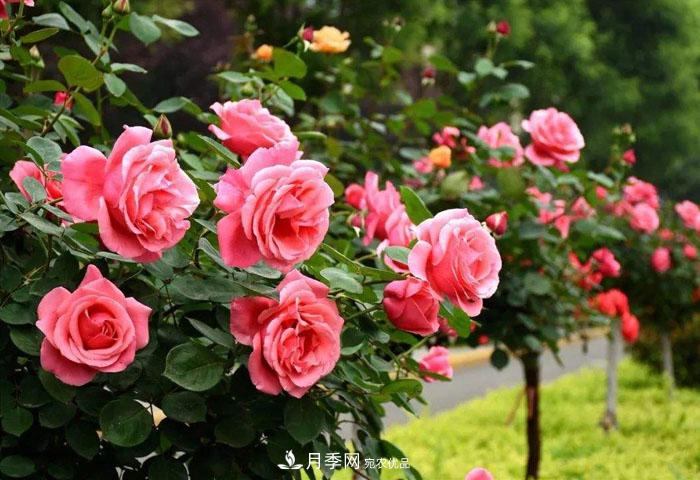 中國各城市市花大集合！月季是51個(gè)城市市花具首位(圖4)
