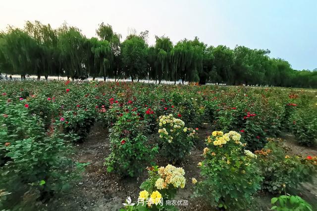 唐山惠豐湖這片月季花海太驚艷，太美了(圖5)