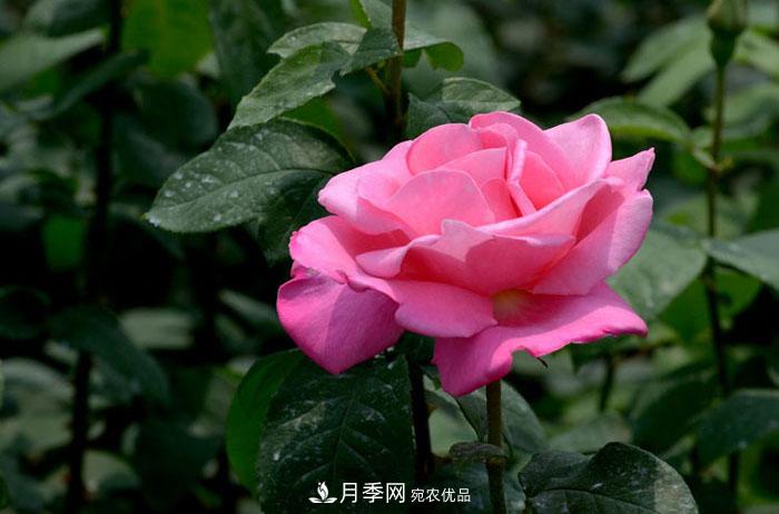 想要月季長的好 養(yǎng)護(hù)千萬要避開這幾個(gè)“雷區(qū)”(圖1)