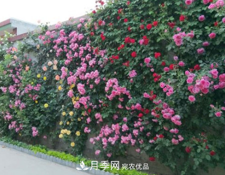 為什么藤本月季價格差別大？詳細給你講解分析(圖1)