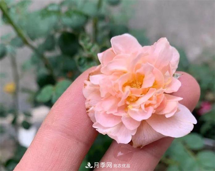 夏天月季需要遮陰嗎？(圖3)
