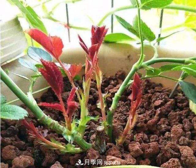 如何讓月季新芽多？4招“促芽”方法，秋天再來一大波(圖2)