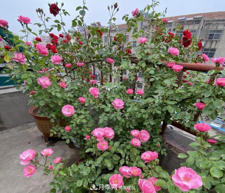 如何讓月季新芽多？4招“促芽”方法，秋天再來一大波(圖4)