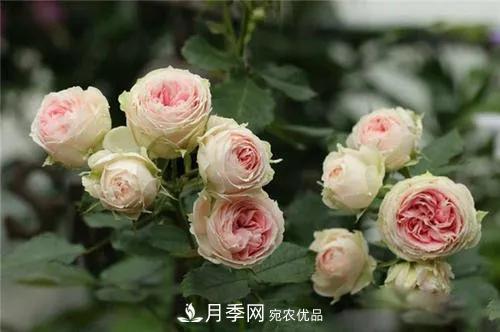 德國(guó)科德斯，這家月季育種公司是抗病月季品種制造機(jī)(圖5)