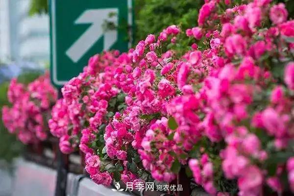 德國(guó)科德斯，這家月季育種公司是抗病月季品種制造機(jī)(圖2)