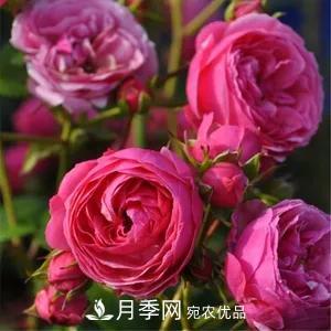 德國(guó)科德斯，這家月季育種公司是抗病月季品種制造機(jī)(圖1)