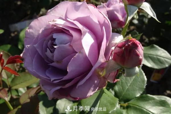 德國(guó)科德斯，這家月季育種公司是抗病月季品種制造機(jī)(圖3)