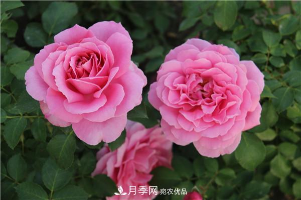 據(jù)說大花月季有上萬個品種？大花月季品種大全！(圖5)