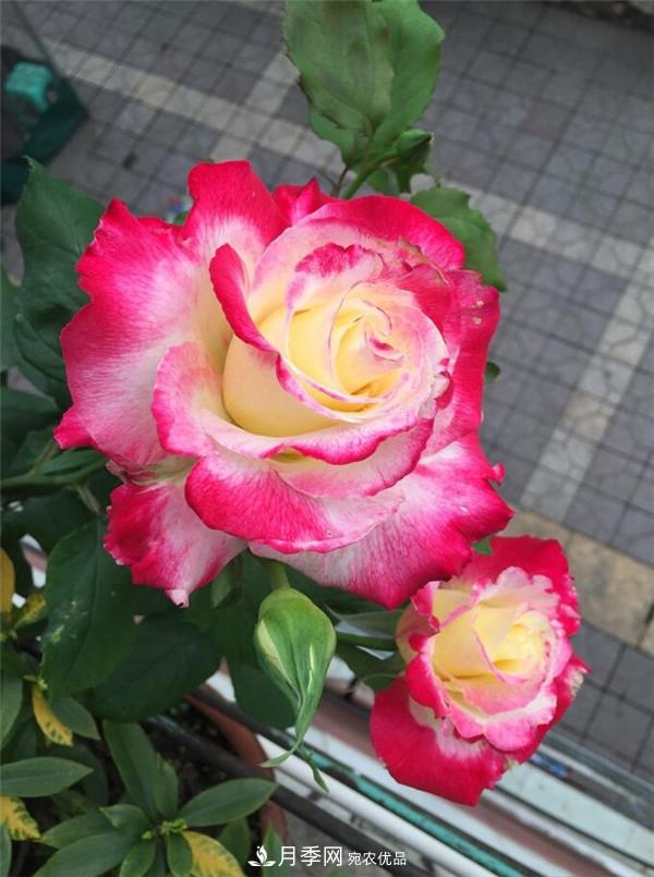 據(jù)說大花月季有上萬個品種？大花月季品種大全！(圖6)
