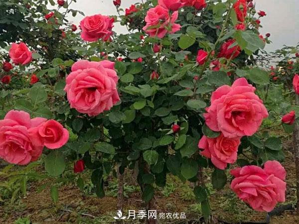 多種選擇，樹狀月季用什么樹做樹樁比較好？(圖1)