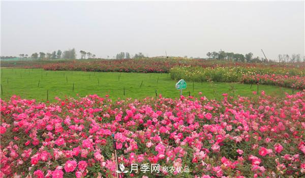 苗木工程人必看，六大品種類型月季在園林綠化中的運用！(圖2)