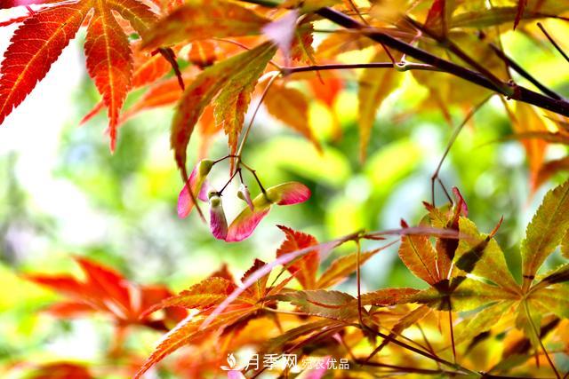 區(qū)別紅楓和雞爪槭，帶你認識彩葉苗木雞爪槭(qì)(圖3)