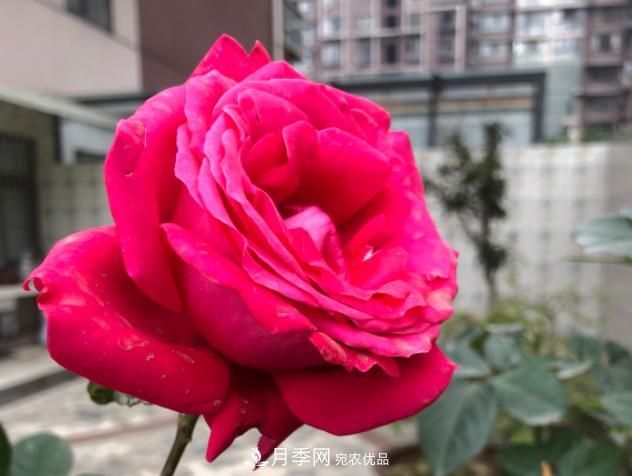 8款冷門月季，表現(xiàn)特別好，但是養(yǎng)的人不多(圖8)