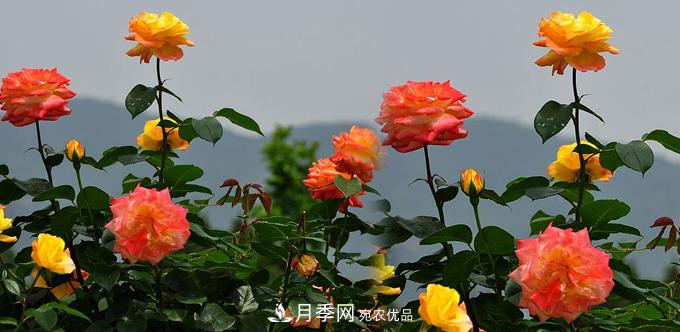溫度適宜，如何讓城區(qū)景觀道樹(shù)狀月季開(kāi)花多？(圖1)