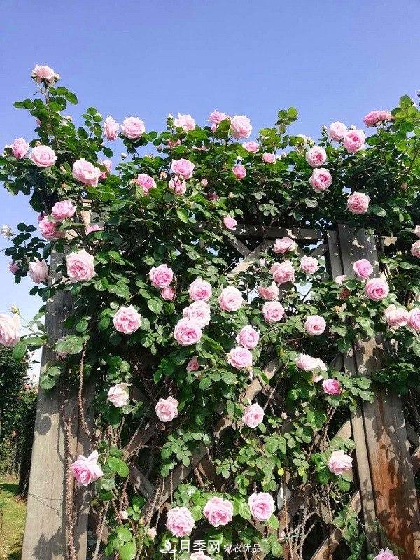 上海辰山植物園月季花海，五一迎來***佳觀賞期(圖1)