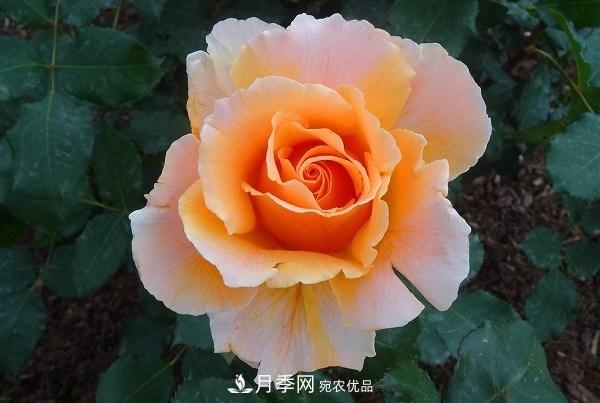 上海辰山植物園月季花海，五一迎來***佳觀賞期(圖5)