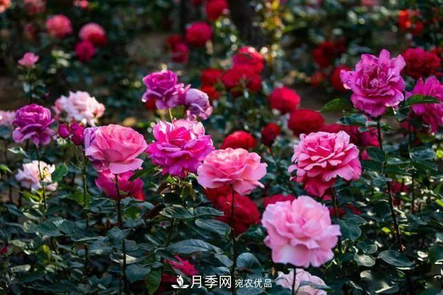 冉冉初夏，河北秦皇島十余處月季花海等你邂逅！(圖6)