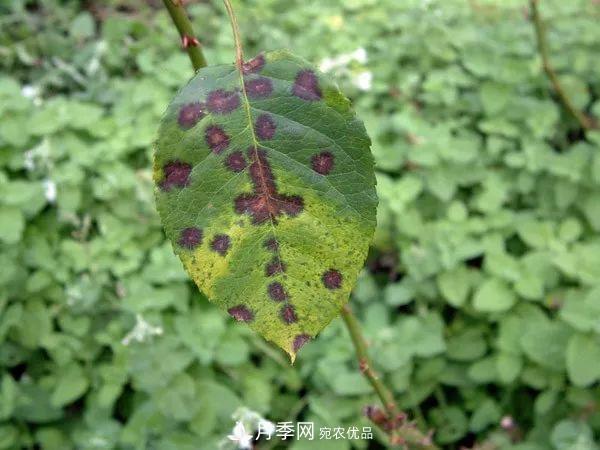 夏季月季常害這種病，梅雨季節(jié)尤其要注意！(圖2)