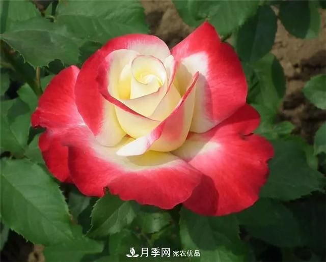 這幾款月季品種，你可能聽都沒聽說過！(圖1)