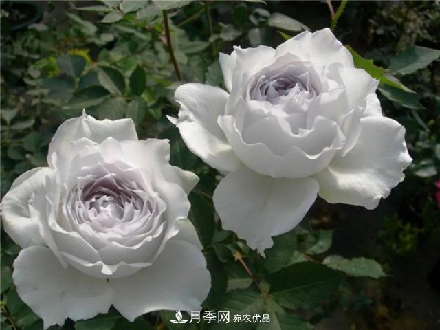 這幾款月季品種，你可能聽都沒聽說過！(圖2)