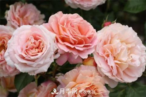 8款好聞好養(yǎng)的月季花，香氣濃郁開花滿屋香(圖2)