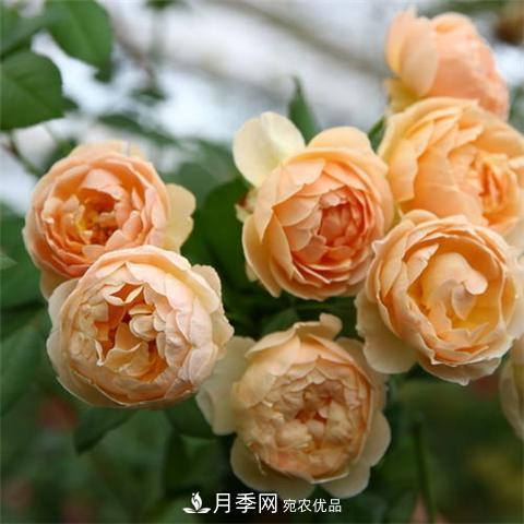 8款好聞好養(yǎng)的月季花，香氣濃郁開花滿屋香(圖1)