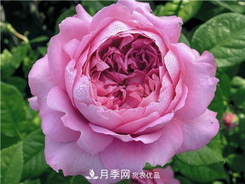 8款好聞好養(yǎng)的月季花，香氣濃郁開花滿屋香(圖4)