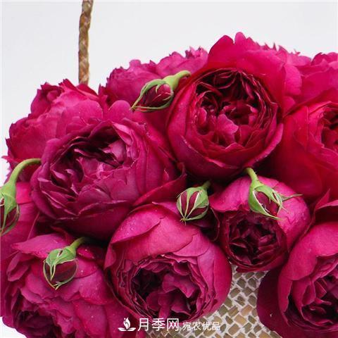 8款好聞好養(yǎng)的月季花，香氣濃郁開花滿屋香(圖3)
