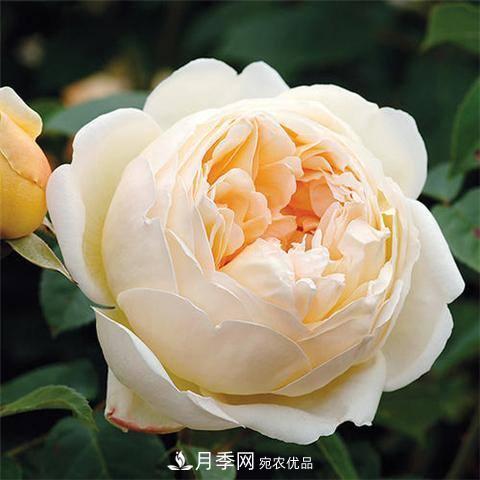 8款好聞好養(yǎng)的月季花，香氣濃郁開花滿屋香(圖5)