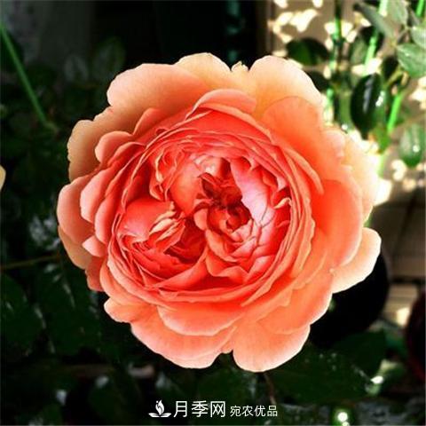 8款好聞好養(yǎng)的月季花，香氣濃郁開花滿屋香(圖7)