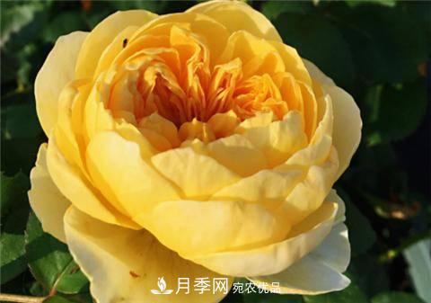 8款好聞好養(yǎng)的月季花，香氣濃郁開花滿屋香(圖9)