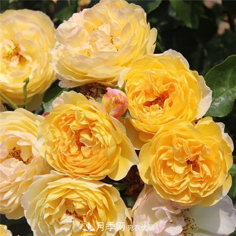 8款好聞好養(yǎng)的月季花，香氣濃郁開花滿屋香(圖10)